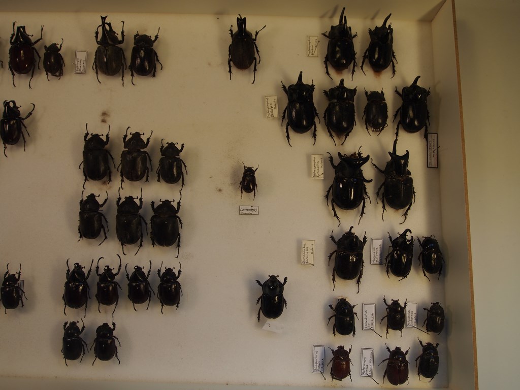 Coleoptera scarabaeoidae phillognatus silenus lotto 6 exx italy 